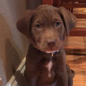 Meet your Posher, Dallas